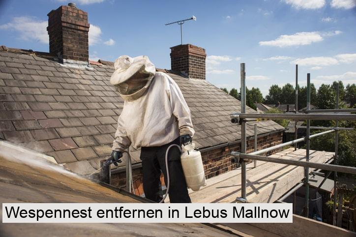 Wespennest entfernen in Lebus Mallnow